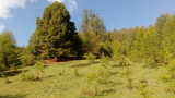 sentier des vieux arbres