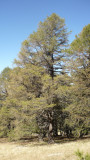 sentier des vieux arbres